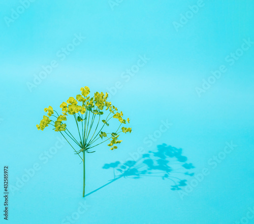 Little yellow rape flower standing on a blue background.