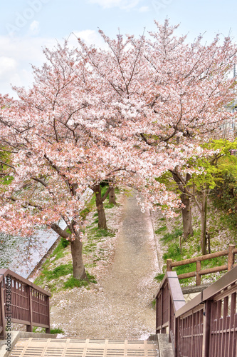 伏見桃山の水郷の桜