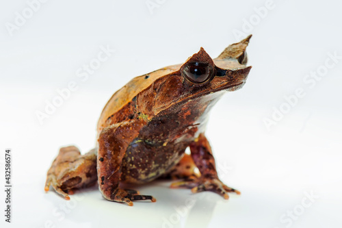 Horned Frog on white background