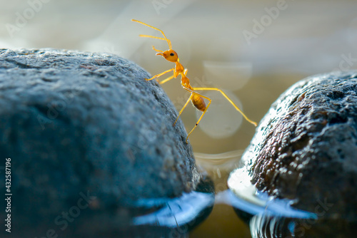 Ant Crossing a stone