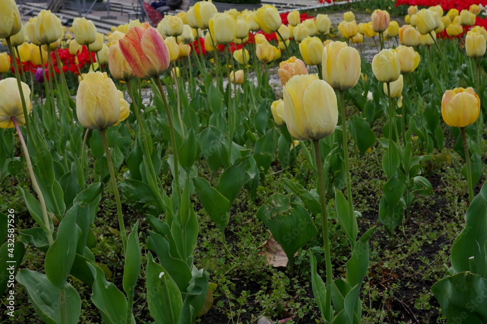 flower bed with colourful tulips