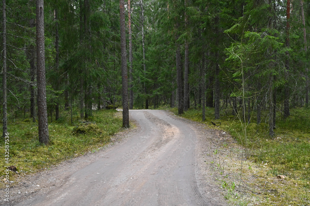 Naklejka premium A winding forest road in a coniferous forest in spring.