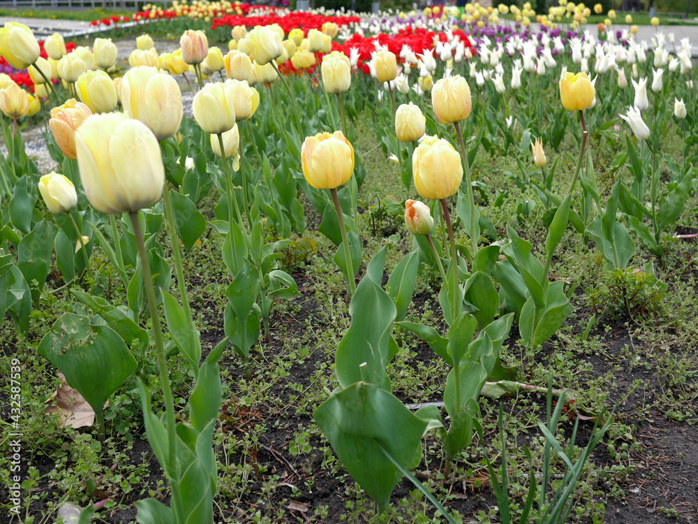 flower bed with colourful tulips