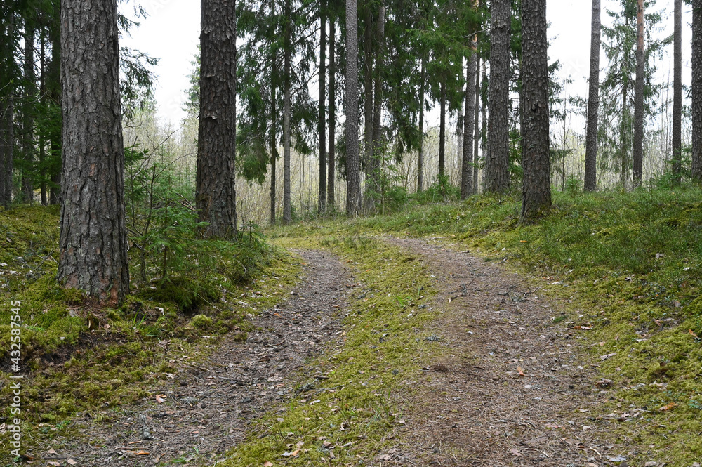 Fototapeta premium A winding forest road in a coniferous forest in spring.