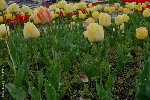 Obraz na płótnie flower bed with colourful tulips w salonie