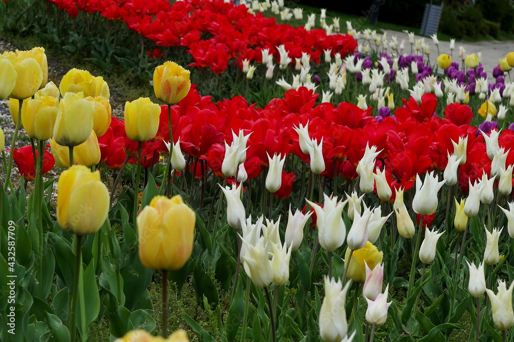 flower bed with colourful tulips
