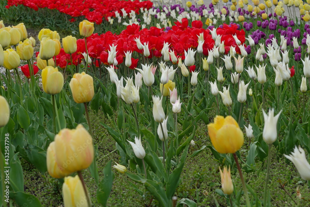 flower bed with colourful tulips