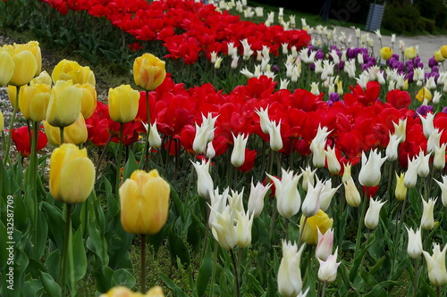 Obraz na płótnie flower bed with colourful tulips w salonie