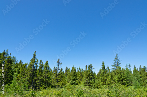 Forest landscape. Newfoundland