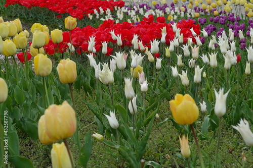 Obraz na płótnie flower bed with colourful tulips w salonie