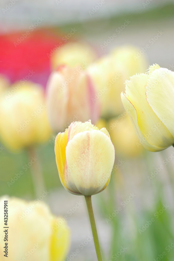 flower bed with colourful tulips