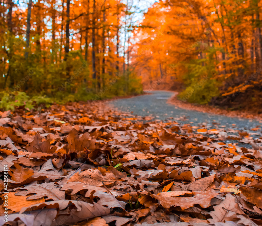 autumn in the forest