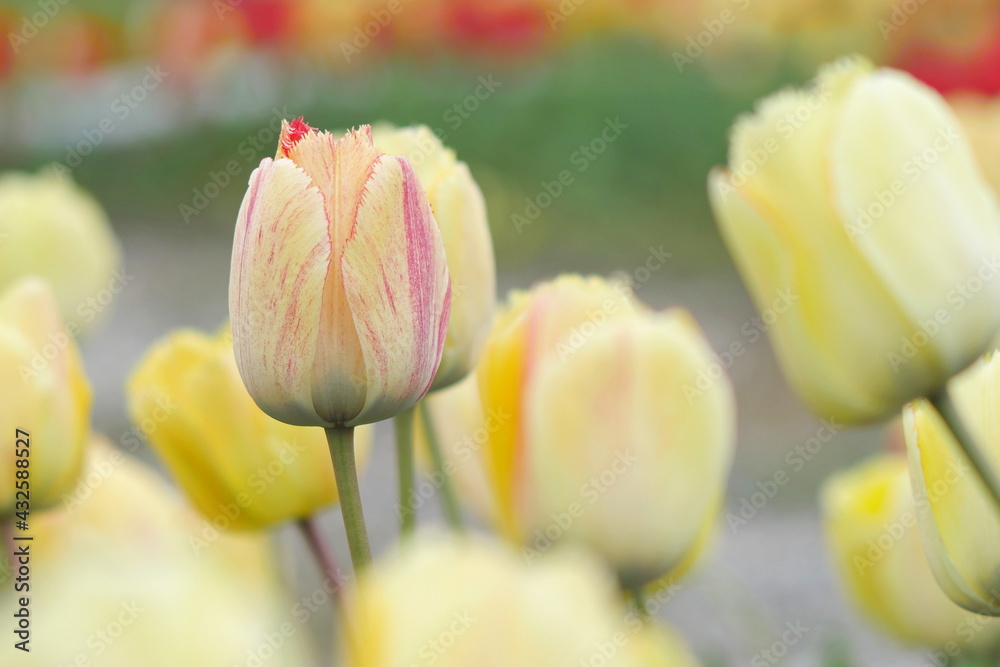 flower bed with colourful tulips