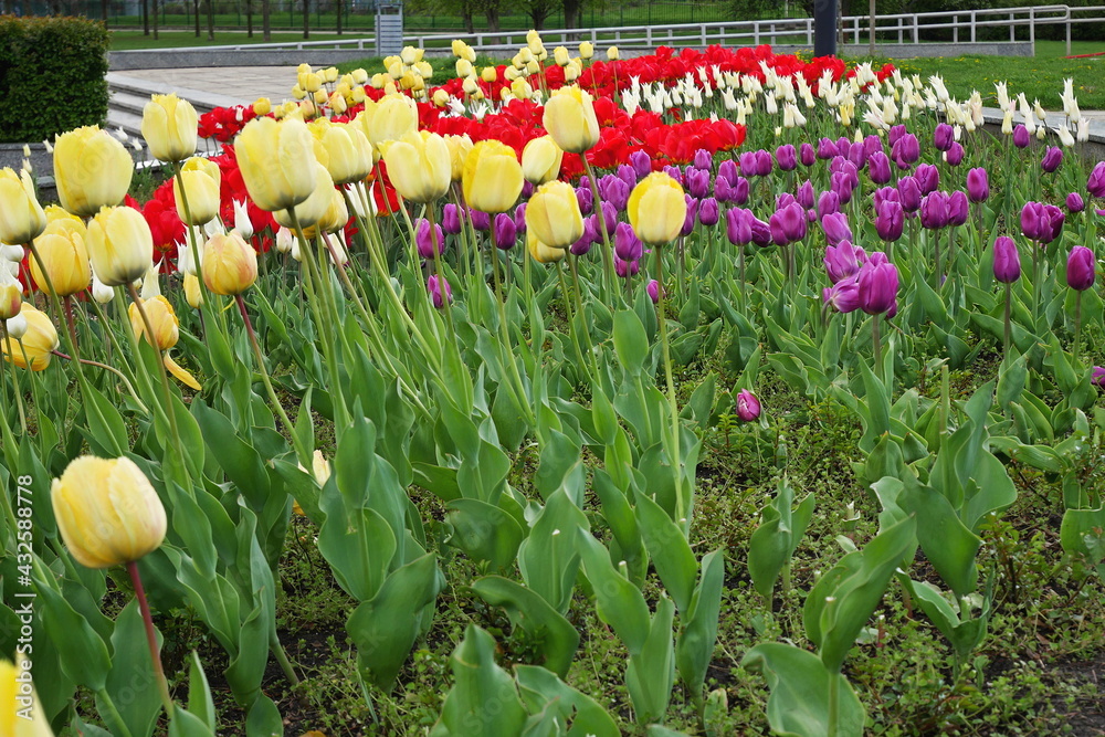 flower bed with colourful tulips