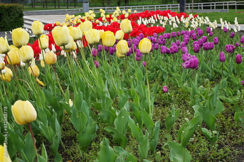 Obraz na płótnie flower bed with colourful tulips w salonie