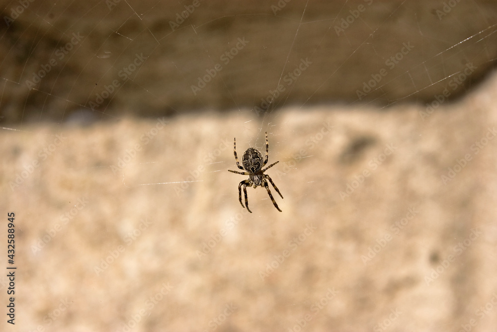 Spinne im Netz Spinne im Netz