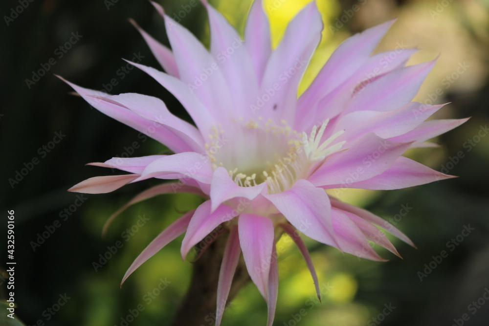Flor 1 Flor 1
