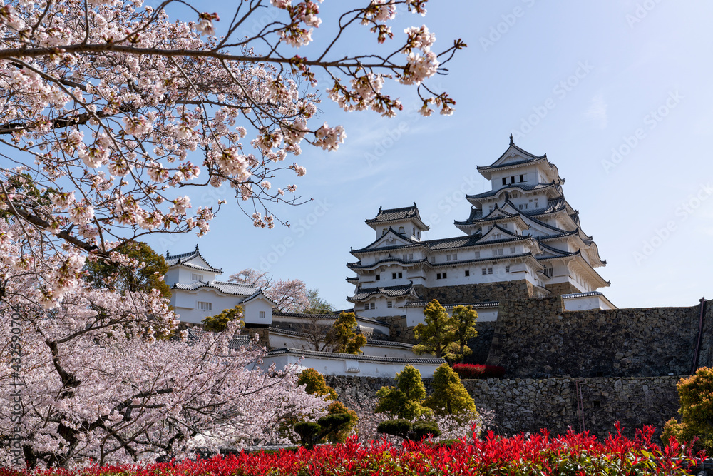 [兵庫県]春の姫路城天守閣と桜
