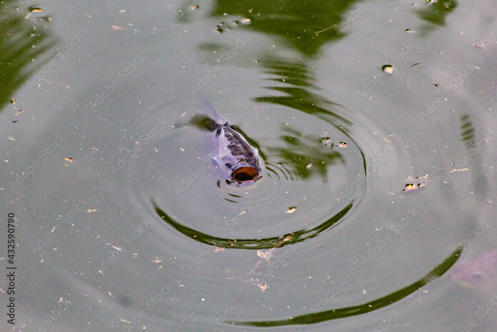 One tilapia was breathing above the surface of the water. One tilapia was breathing above the surface of the water.