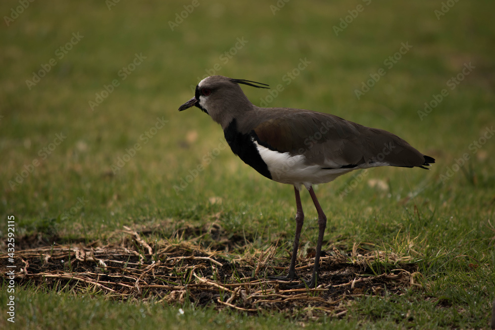aves aves