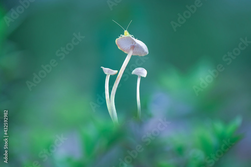 Grasshoper on mushrooms