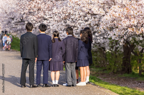 3月の満開の桜を背景に並んで入学前の記念写真を撮る新入生 photo