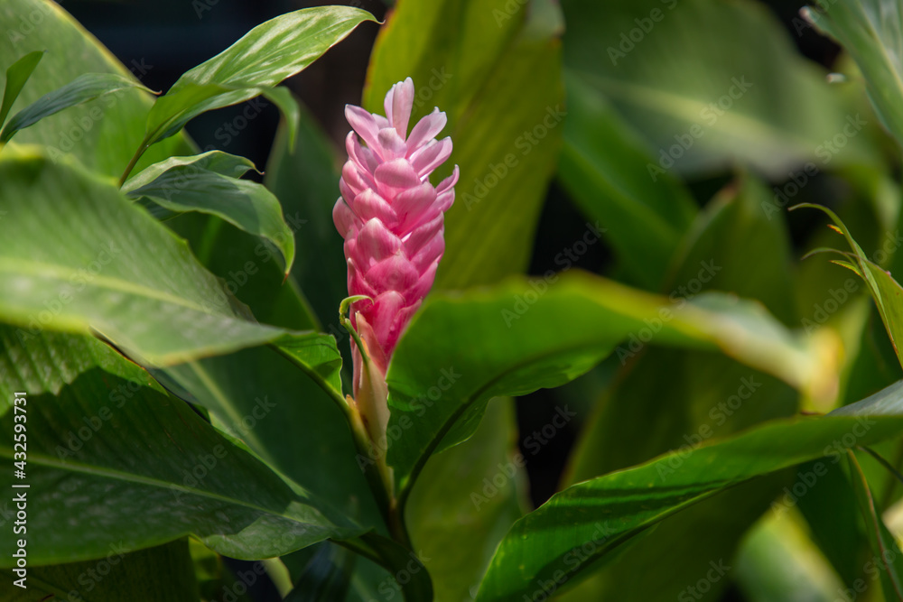 Red ginger is a plant native to Malaysia with beautiful flowers. The part is brightly colored, covering the inflorescence. The real flowers are small on the top. Red ginger is a plant native to Malaysia with beautiful flowers. The part is brightly colored, covering the inflorescence. The real flowers are small on the top.