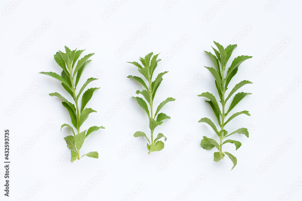 Stevia leaves on white background Stevia leaves on white background