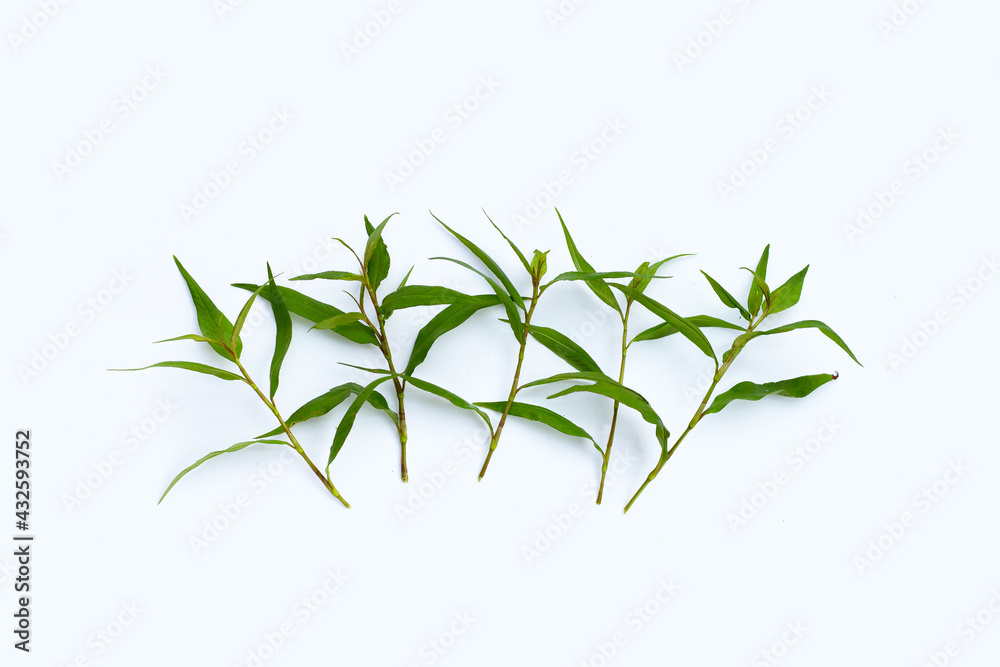 Vietnamese coriander leaves on white background. Vietnamese coriander leaves on white background.
