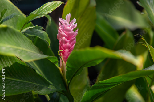 Red ginger is a plant native to Malaysia with beautiful flowers. The part is brightly colored, covering the inflorescence. The real flowers are small on the top.
