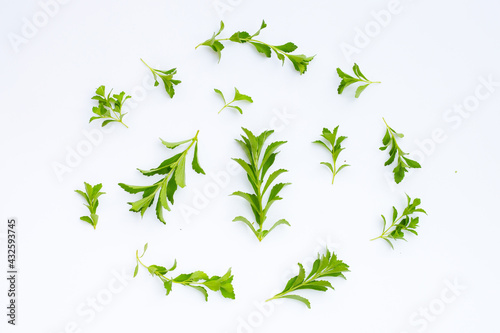 Stevia leaves on white background