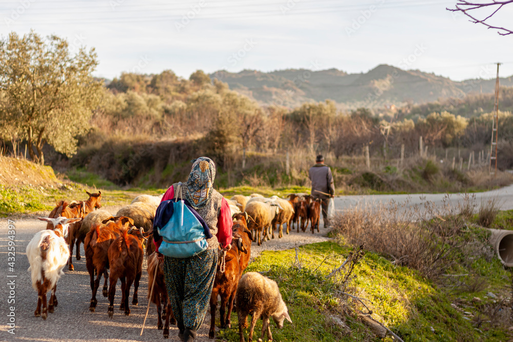 Two villagers are bringing the herd back from grazing at the end of the day. A rural area in western Anatolian region of Turkey near Manisa province. Villagers wearing traditional clothes - obrazy, fototapety, plakaty 
