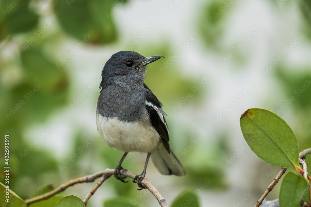 an oriental magpie-robin bird standing on trees an oriental magpie-robin bird standing on trees