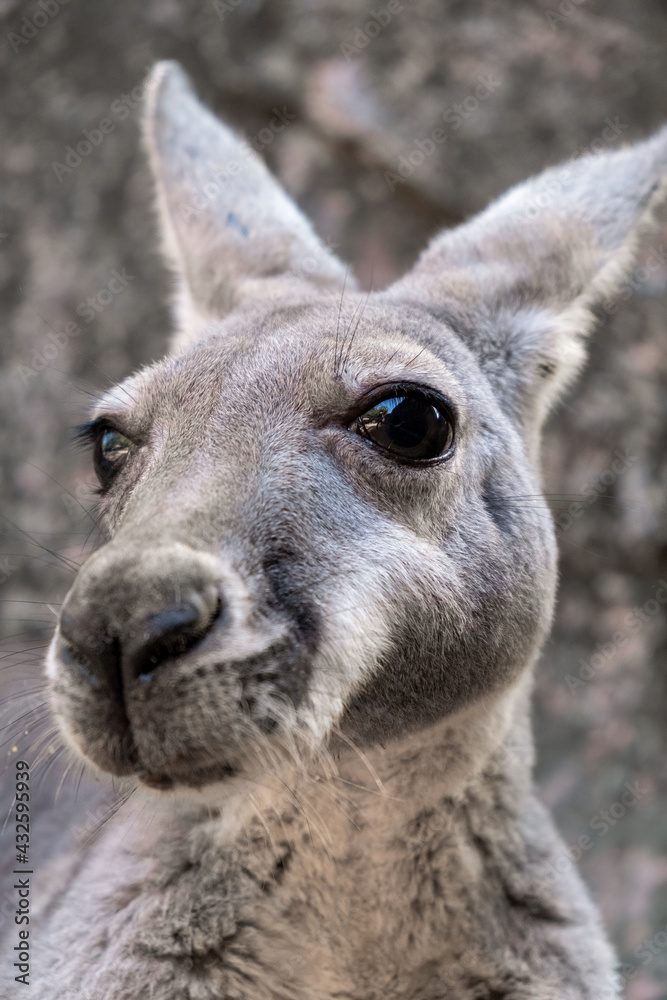 a kangaroo closed up headshot portrait 