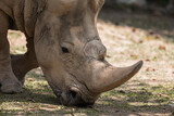 rhino headshot from side face