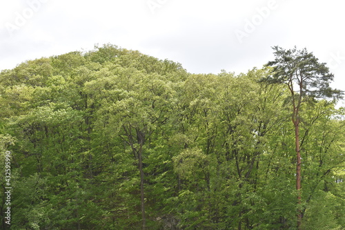 群馬 八ッ場ダムの風景 5月初夏