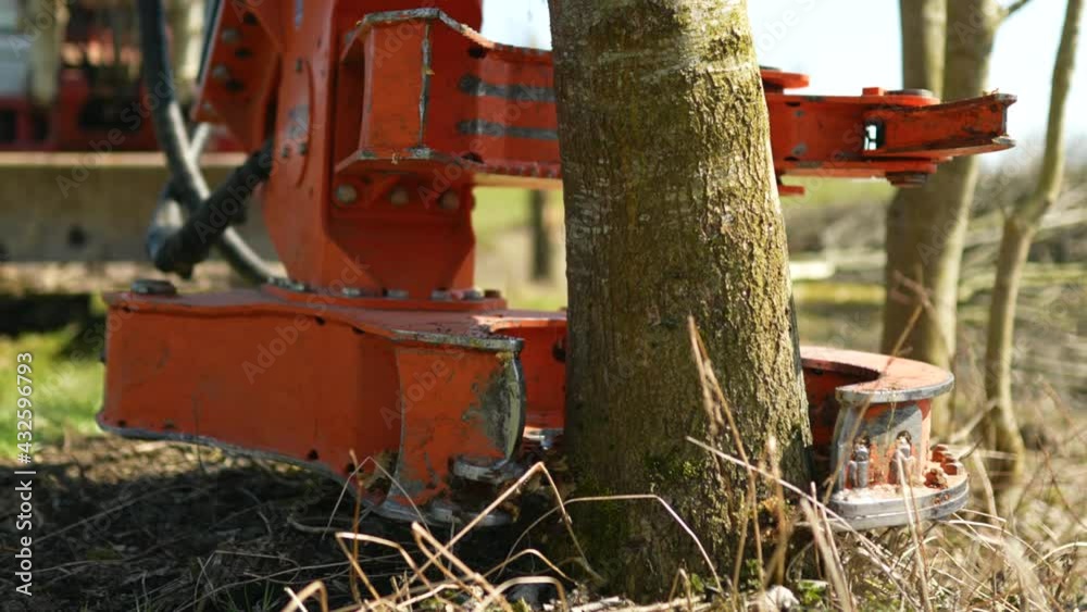 Wood Work Forestry Excavator pinches the tree Wood Work Forestry Excavator pinches the tree