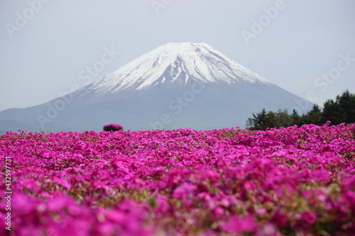 Fuji mountain and blossoms © R