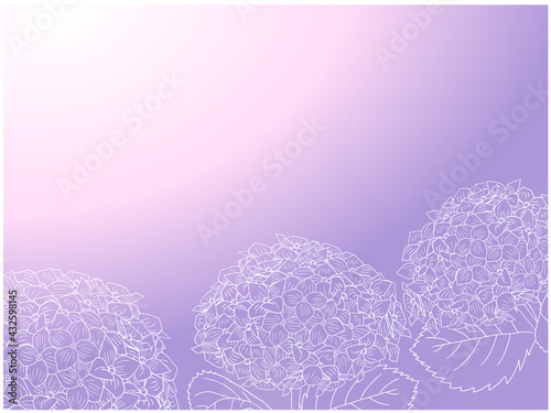 紫陽花の白線画_紫背景_横