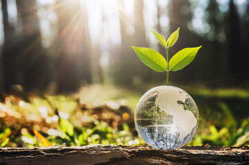 glass globe ball with tree growing and green nature blur background. eco earth day concept
