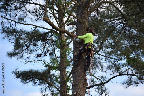Arborist, tree surgeon, climbing, cutting, topping tall pine tree