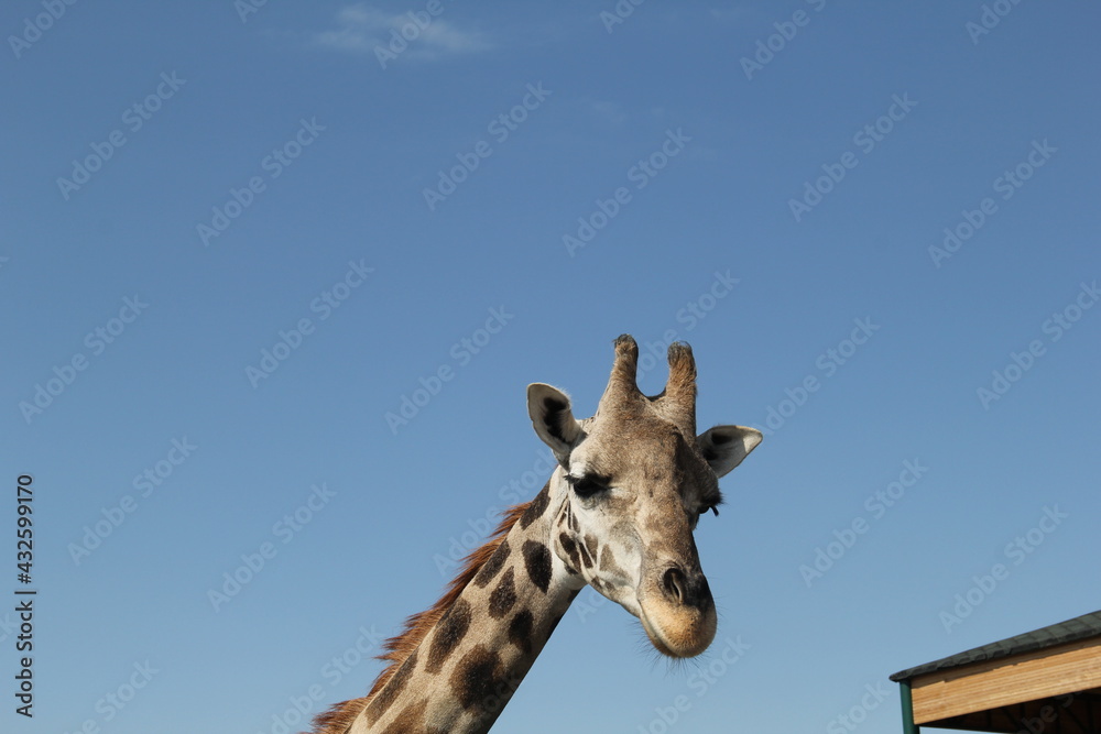 Top View of the Cute Zuraffe in the Animal Garden 
