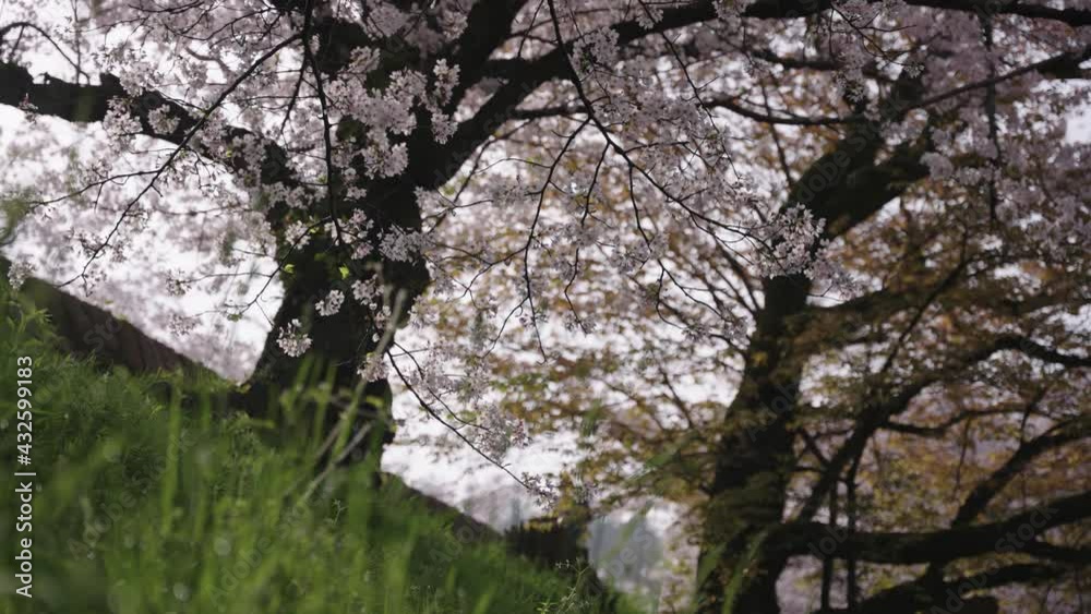 Sakura at Keage Incline, Rack Focus Reveal from Spring Grass, Japan Sakura at Keage Incline, Rack Focus Reveal from Spring Grass, Japan
