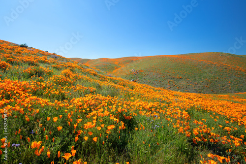 California Golden Poppies on sprawling hills during spring superbloom in the high desert of southern California USA