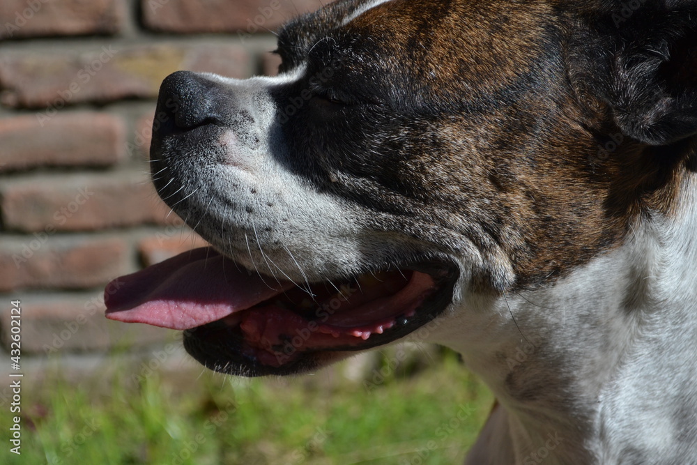 portrait of a dog portrait of a dog
