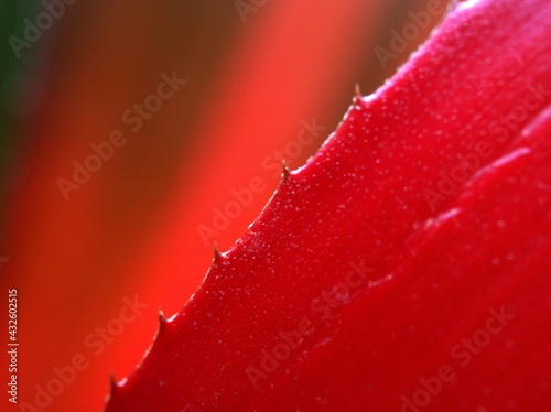 Closeup red leave ,Abstract red nature leaf texture nature blurred background ,freshness wallpaper concept ,soft focus, macro image, blur nature leaves and bright, sweet color for valentine's card day