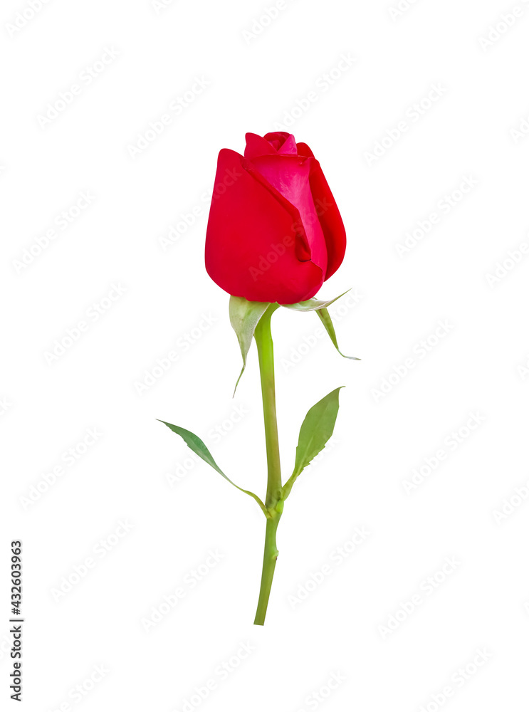 Fototapeta premium One rose red blossom with green leaf and stem isolated on white background , clipping path