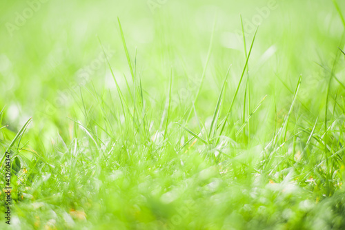 Fresh green grass background on a sunny day, close-up. Soft selective focus, blur. Abstract natural backdrop