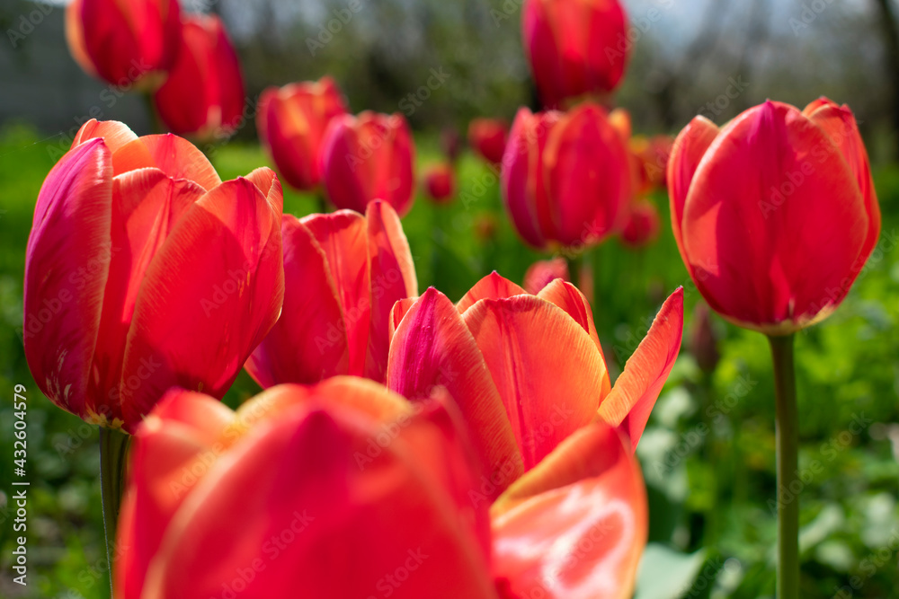 Blooming tulips full frame Blooming tulips full frame