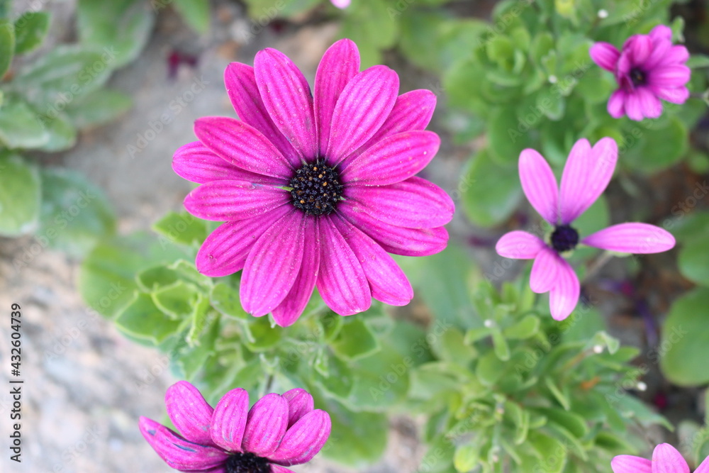 Very beautiful nature flowers in korea Very beautiful nature flowers in korea
